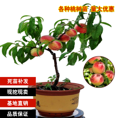 桃子盆栽种植方法有哪些 桃子盆栽种植方法