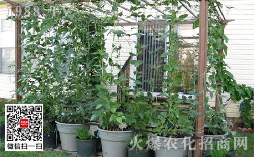 丝瓜盆栽的种植方法是什么 丝瓜盆栽的种植方法