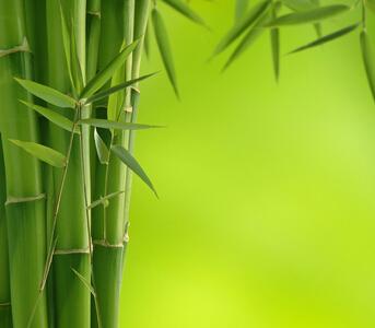 竹子中蕴含的风水寓意 竹子的寓意和象征风水