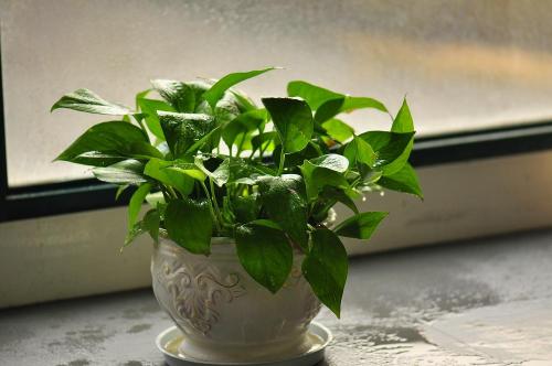 植物绿萝放在客厅的风水好吗 客厅种什么植物风水好