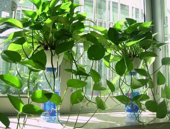 教室适合养什么植物 适合教室摆放的植物