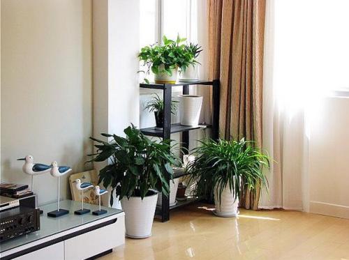 客厅摆放什么绿植好 客厅适合摆放的十大植物