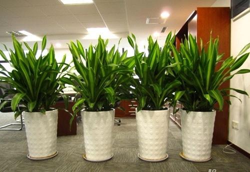 办公室风水植物 办公室植物摆放参考图