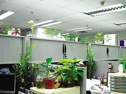办公室花卉摆放禁忌 办公室花草的摆放风水