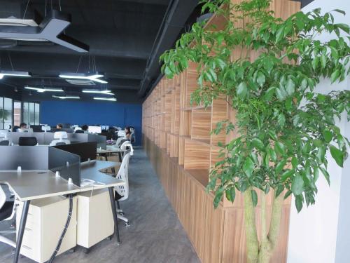 办公室的植物与风水学问 办公室风水植物摆放