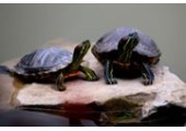 乌龟养在家里什么地方好 什么人适合养龟 乌龟养在家里好吗