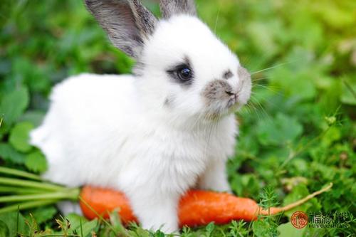 属兔的应该带什么水晶吊坠属兔人佩戴什么佛 属兔应该佩戴什么吊坠