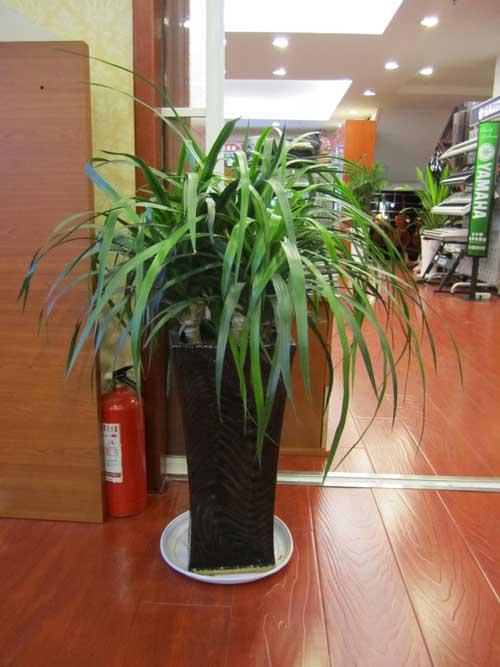 办公室风水摆设之植物的摆放 办公室摆设风水学