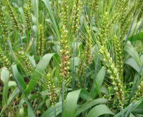 有关小麦盆栽的种植方法 小麦盆栽种植方法