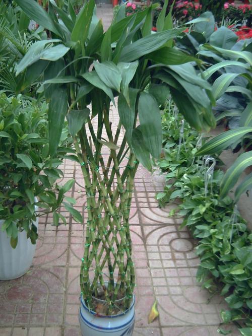 富贵竹的养殖方法和注意事项及风水运用 富贵竹的风水