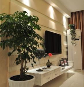 客厅放什么盆栽好 客厅适合放什么植物好
