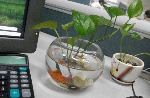 办公桌上鱼缸如何摆放 办公桌上怎样摆放小鱼缸