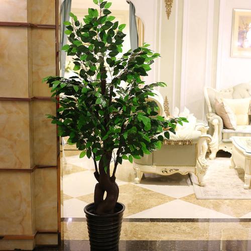 客厅适合放什么大盆栽让你的客厅生气勃勃 客厅盆栽