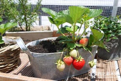 细说盆栽草莓怎么浇水 盆栽草莓如何浇水