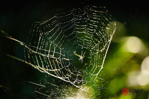 从家居风水看结蜘蛛网预示什么 千万别在房间里打蜘蛛