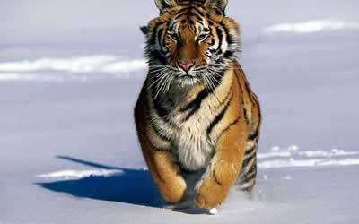 2012年属虎的今年多大 属虎的今年几岁 今年属虎的多大