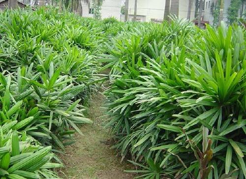 阳台里常见的招财风水植物 家里摆放什么植物招财