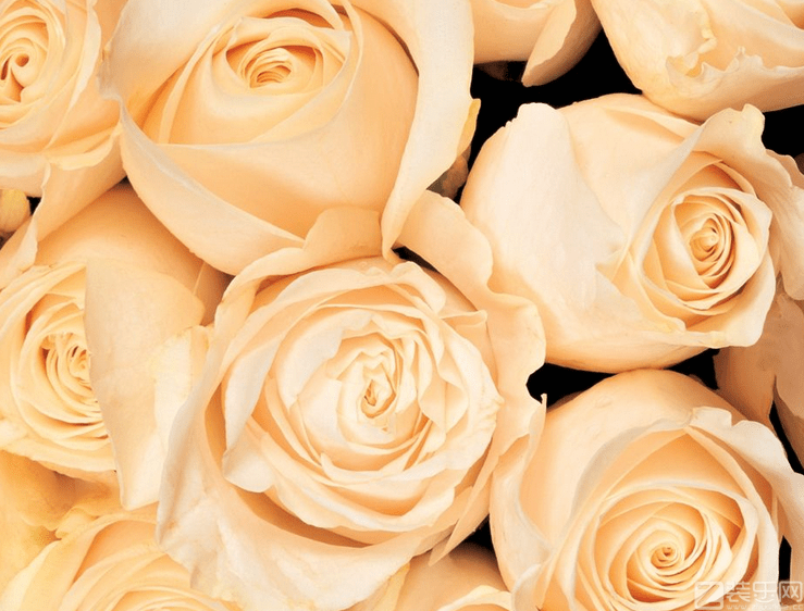 香槟玫瑰的花语与颜色相关 香槟玫瑰花语