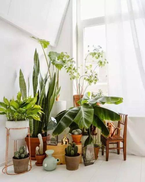 家里的植物要怎么摆放 客厅摆放什么植物最好