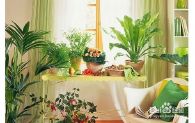 客厅植物与风水如何摆放 客厅放什么植物好风水