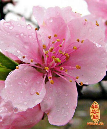 增加桃花运 增加桃花运最灵植物 增加桃花运的植物