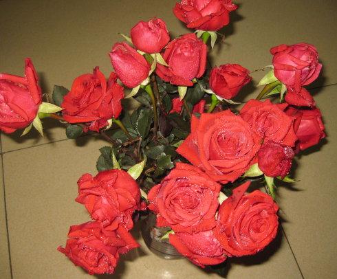 带刺的玫瑰放在家中会有什么影响 不带刺的玫瑰叫什么
