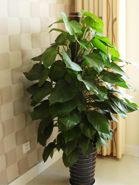 适合放客厅植物有哪些 客厅适合放什么植物招财