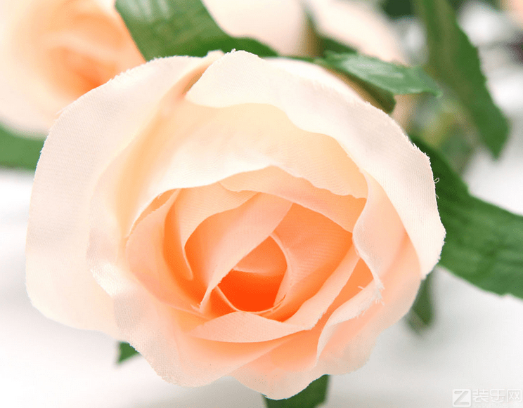香槟玫瑰的花语对爱情运势真的有帮助吗 香槟玫瑰花语9朵