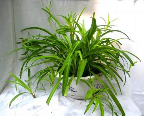 家中摆放哪些植物可以旺财植物类型介绍 旺财风水植物