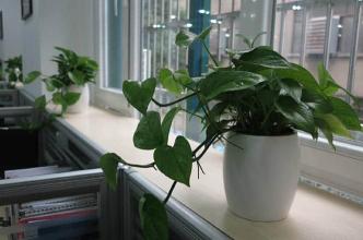 12生肖的办公室风水植物 办公室风水植物摆放