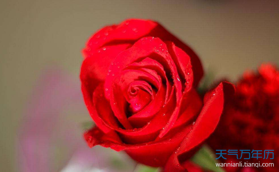 玫瑰的花语是什么 不同颜色玫瑰花的花语