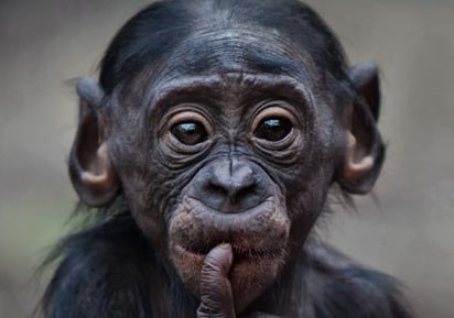 猿鼻标准照片 猿鼻是什么样子 猿鼻