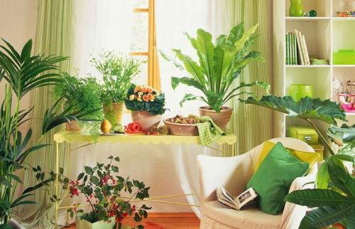 卧室内可以放的植物 卧室能摆植物吗