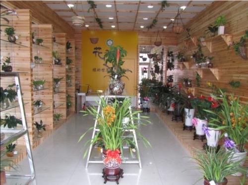 店铺里摆放什么植物好 店铺适合摆放什么植物