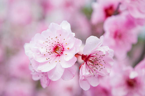很灵的桃花咒有哪些 带来更好的魅力 很灵的桃花咒