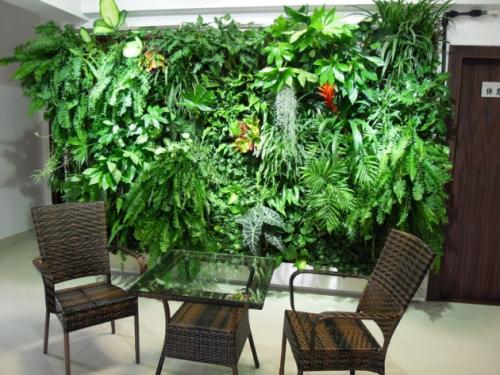 室内绿植盆栽摆放风水 风水中最招财的植物