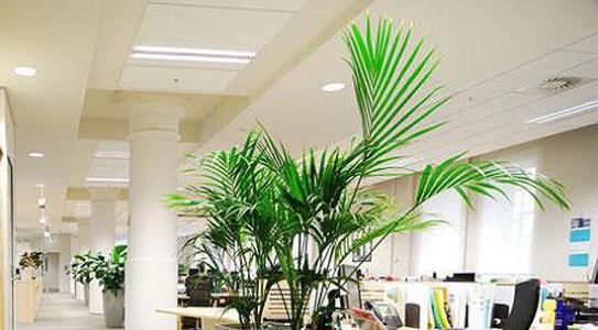 办公室植物与风水的讲究 办公室风水植物摆放