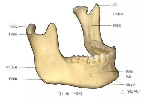 通过宽大的下颌骨知道性格 下颌骨怎样才算宽大