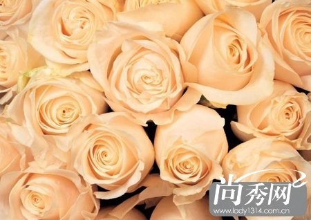 香槟玫瑰的花语为何会影响人的心情 香槟玫瑰花语