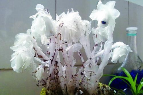 水晶兰的功效与作用 水晶兰有什么药用价值