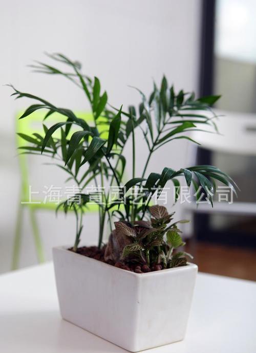 室内小型盆栽植物有哪些 盆栽植物