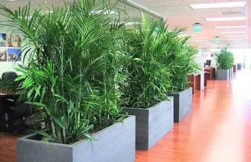 植物在办公室内如何摆放植物可以完善办公室风水布局 办公室风水布局