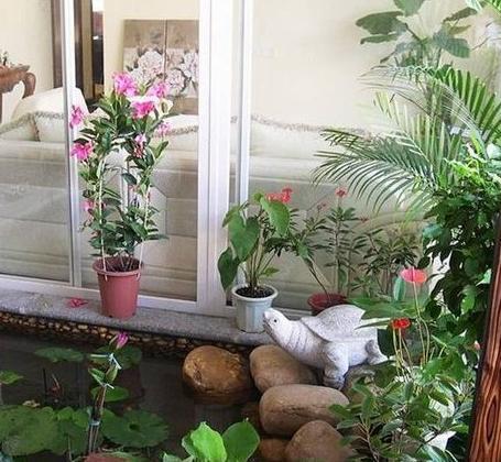 家居花卉风水的摆放讲究 客厅摆放什么植物招财