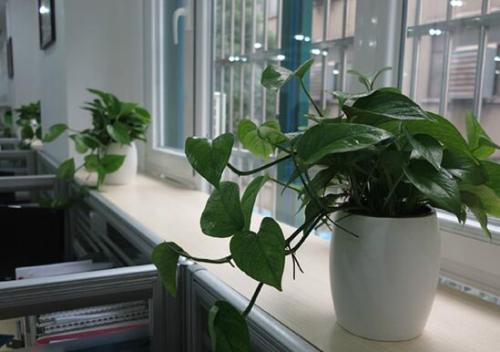 在办公室内摆放风水植物需要注意什么 办公室风水植物摆放