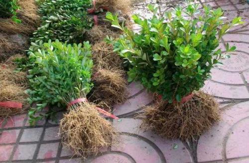 黄杨盆栽的制作与养护攻略 黄杨盆栽的养护与管理