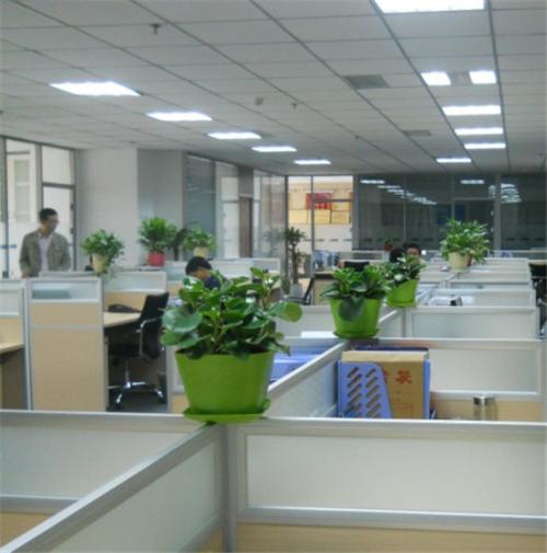 办公室放什么花 办公室风水花卉摆放指南 办公室风水花卉有哪些