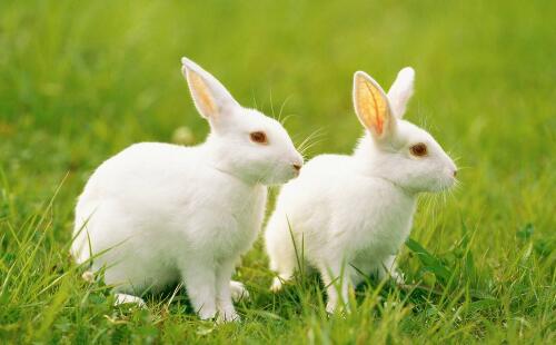生肖兔怎么样提高异性缘 异性缘特别好的生肖
