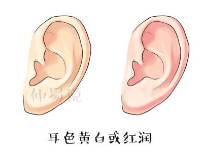 耳朵圆的人如何才能够让福气变多呢 怎样才能让耳朵立起来