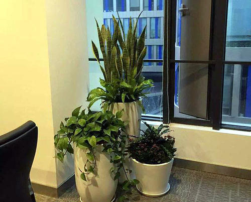 室内放什么植物风水最好 家里适合摆放的植物 风水植物