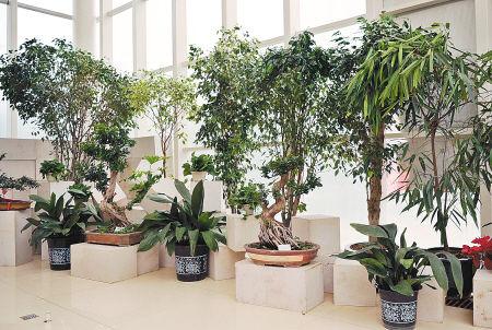 学校宿舍里能否种植绿色植物 为什么要在室内种植绿色植物